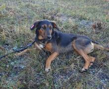 LILY, Hund, Mischlingshund in Bulgarien - Bild 5