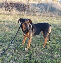 LILY, Hund, Mischlingshund in Bulgarien - Bild 6