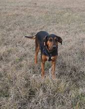 LILY, Hund, Mischlingshund in Bulgarien - Bild 7