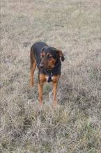 LILY, Hund, Mischlingshund in Bulgarien - Bild 8