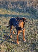 LILY, Hund, Mischlingshund in Bulgarien - Bild 9