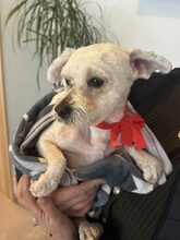 LELA, Hund, Mischlingshund in Rumänien - Bild 2