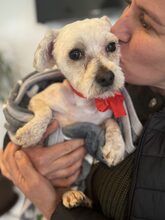 LELA, Hund, Mischlingshund in Rumänien - Bild 3