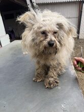LELA, Hund, Mischlingshund in Rumänien - Bild 7