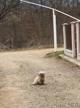 LELA, Hund, Mischlingshund in Rumänien - Bild 8
