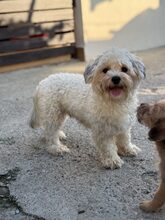 LELA, Hund, Mischlingshund in Krefeld