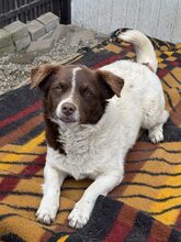 AJWA, Hund, Mischlingshund in Rumänien - Bild 1