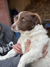 AJWA, Hund, Mischlingshund in Rumänien - Bild 3