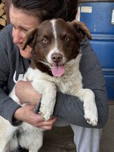 AJWA, Hund, Mischlingshund in Rumänien - Bild 4