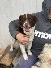 AJWA, Hund, Mischlingshund in Rumänien - Bild 7