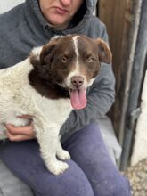 AJWA, Hund, Mischlingshund in Rumänien - Bild 8