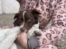 AJWA, Hund, Mischlingshund in Rumänien - Bild 9