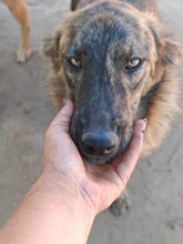 BÖHNIE, Hund, Mischlingshund in Rumänien - Bild 11