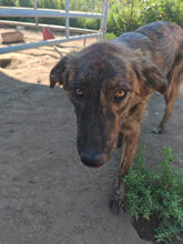 BÖHNIE, Hund, Mischlingshund in Rumänien - Bild 12