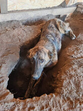 BÖHNIE, Hund, Mischlingshund in Rumänien - Bild 13