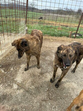 BÖHNIE, Hund, Mischlingshund in Rumänien - Bild 15
