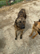 BÖHNIE, Hund, Mischlingshund in Rumänien - Bild 16