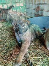 BÖHNIE, Hund, Mischlingshund in Rumänien - Bild 18