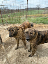 BÖHNIE, Hund, Mischlingshund in Rumänien - Bild 2