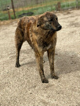 BÖHNIE, Hund, Mischlingshund in Rumänien - Bild 5