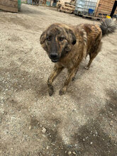 BÖHNIE, Hund, Mischlingshund in Rumänien - Bild 6