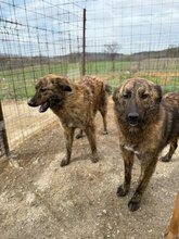 BÖHNIE, Hund, Mischlingshund in Rumänien - Bild 7