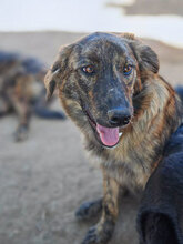 BÖHNIE, Hund, Mischlingshund in Rumänien - Bild 9