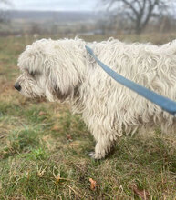 MARTA, Hund, Mischlingshund in Rumänien - Bild 2