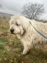 MARTA, Hund, Mischlingshund in Rumänien - Bild 3