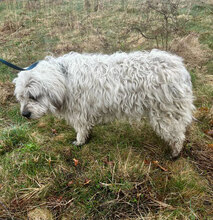 MARTA, Hund, Mischlingshund in Rumänien - Bild 5