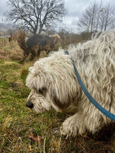 MARTA, Hund, Mischlingshund in Rumänien - Bild 6