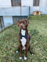 TEO, Hund, Mischlingshund in Italien