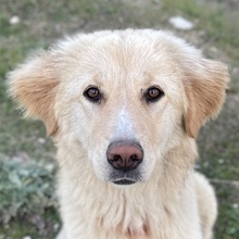 LONI, Hund, Mischlingshund in Griechenland - Bild 1