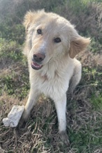 LONI, Hund, Mischlingshund in Griechenland - Bild 2