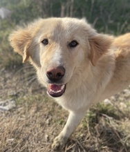 LONI, Hund, Mischlingshund in Griechenland - Bild 4