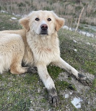 LONI, Hund, Mischlingshund in Griechenland - Bild 5