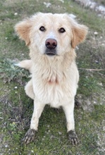 LONI, Hund, Mischlingshund in Griechenland - Bild 6