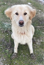 LONI, Hund, Mischlingshund in Griechenland - Bild 7