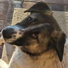 LILLI, Hund, Mischlingshund in Griechenland - Bild 1