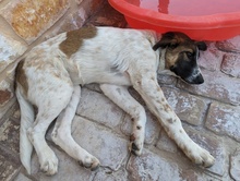 LILLI, Hund, Mischlingshund in Griechenland - Bild 2