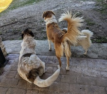 LILLI, Hund, Mischlingshund in Griechenland - Bild 3