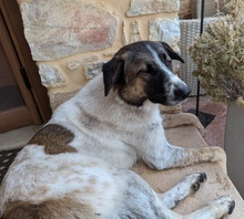 LILLI, Hund, Mischlingshund in Griechenland - Bild 7