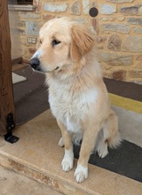 LUMA, Hund, Mischlingshund in Griechenland - Bild 2