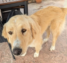 LUMA, Hund, Mischlingshund in Griechenland - Bild 3