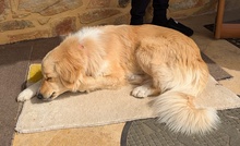 LUMA, Hund, Mischlingshund in Griechenland - Bild 4
