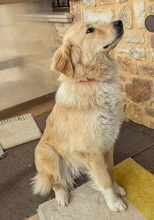 LUMA, Hund, Mischlingshund in Griechenland - Bild 5