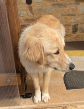 LUMA, Hund, Mischlingshund in Griechenland - Bild 6