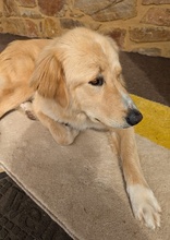 LUMA, Hund, Mischlingshund in Griechenland - Bild 7