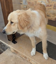 LUMA, Hund, Mischlingshund in Griechenland - Bild 8