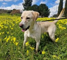SASHA, Hund, Mischlingshund in Italien - Bild 1